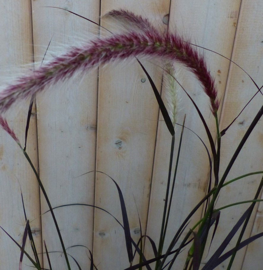 https://cdn.warentuin.nl/media/catalog/product/1/7/1728149900042187_2_warentuin_natuurlijk_vaste_plant_vaste_plant_rood_gras_50_cm_2d43.jpg