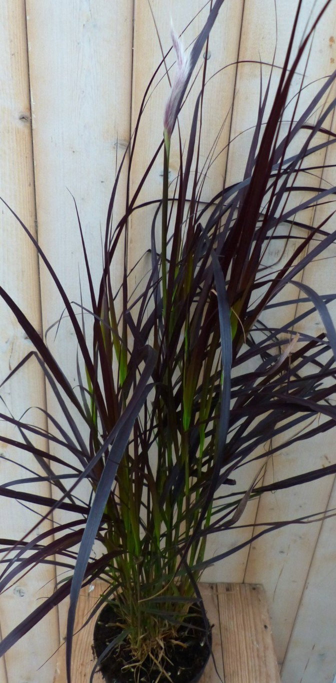 Rood gras GROOT 100 cm Imperata Warentuin Natuurlijk - Warentuin natuurlijk