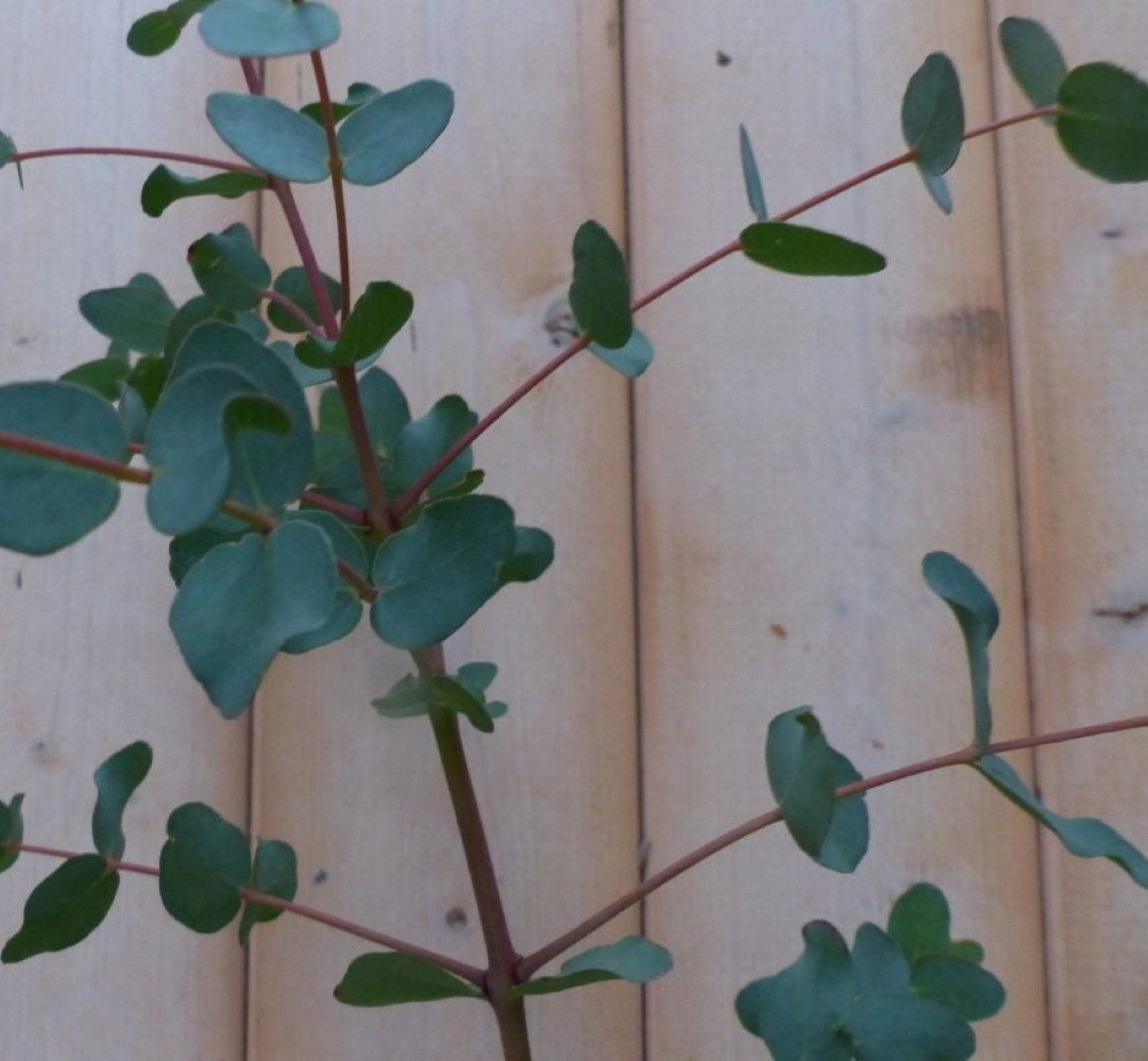 https://cdn.warentuin.nl/media/catalog/product/1/7/1728149900042190_2_warentuin_natuurlijk_vorstgevoelige_plant_vorstgevoelige_pla_2914.jpg