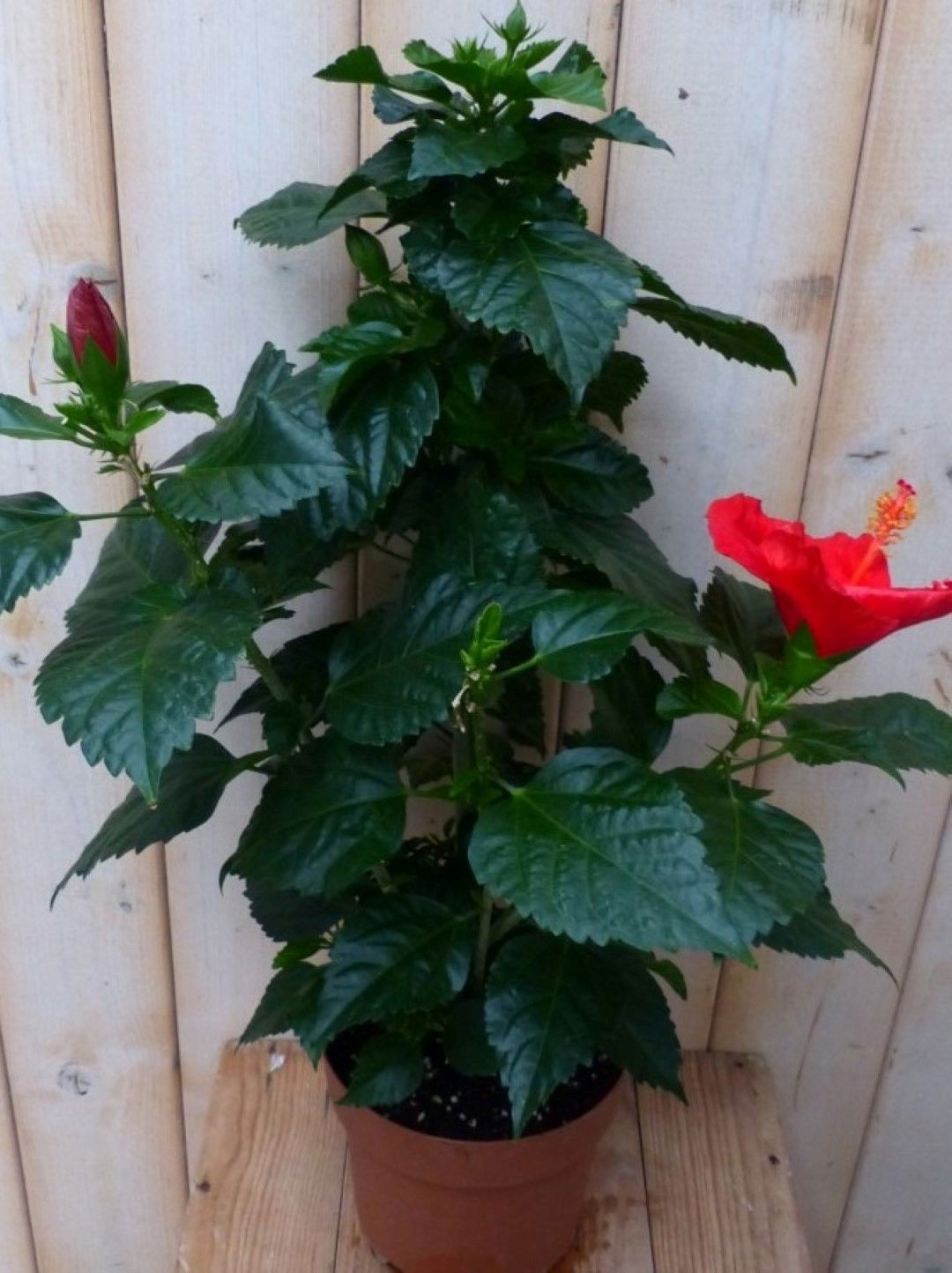 Warentuin natuurlijk Hibiscus Newbiscus Grootbloemig 70 cm - 