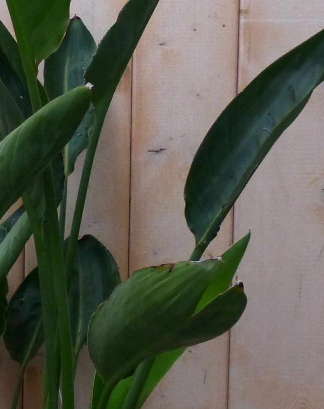 https://cdn.warentuin.nl/media/catalog/product/1/7/1728149900042193_2_warentuin_natuurlijk_vorstgevoelige_plant_vorstgevoelige_pla_77a6.jpg