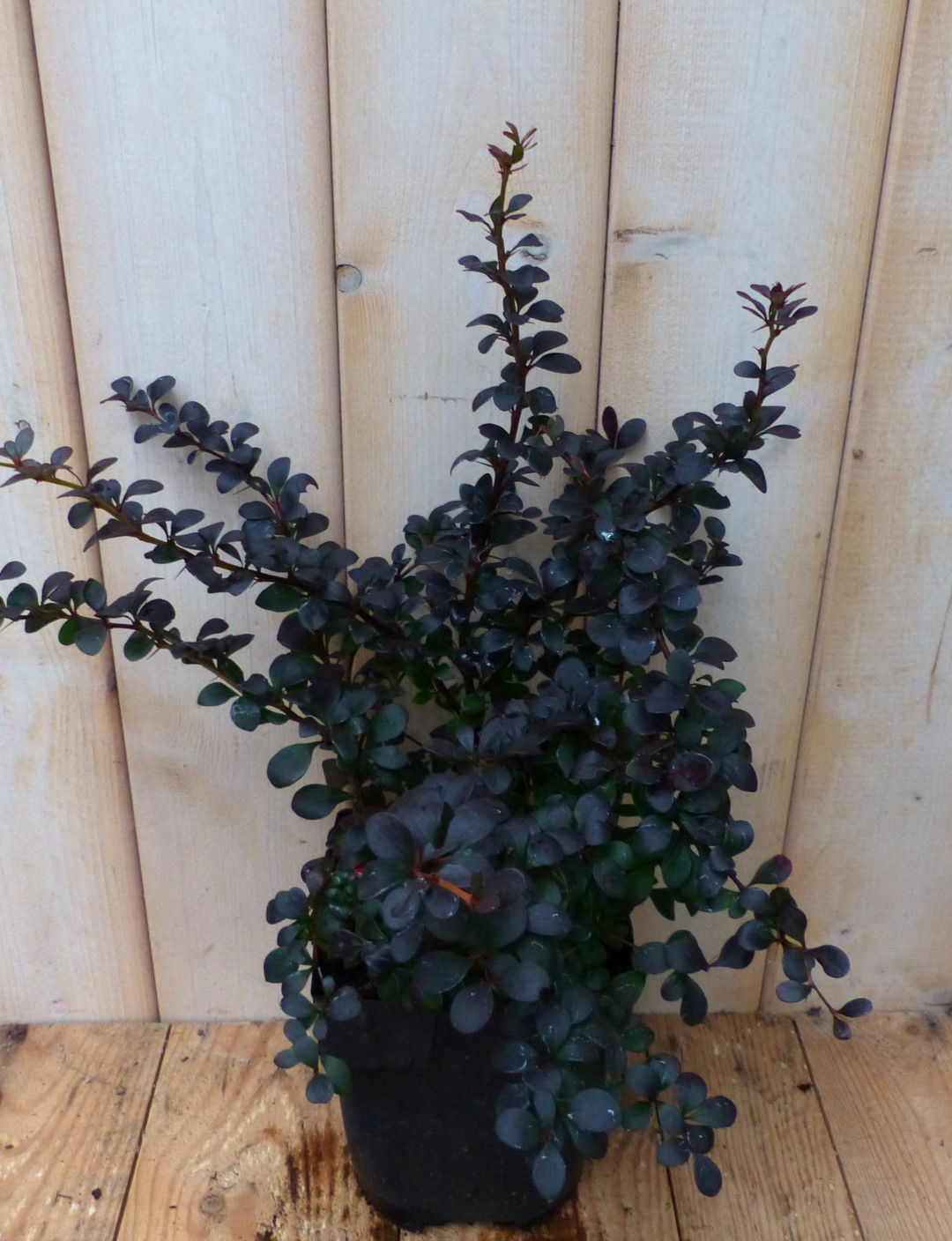 https://cdn.warentuin.nl/media/catalog/product/1/7/1728149900042232_2_warentuin_natuurlijk_plant_berberis_rood_30_cm_warentuin_nat_a2c0.jpg