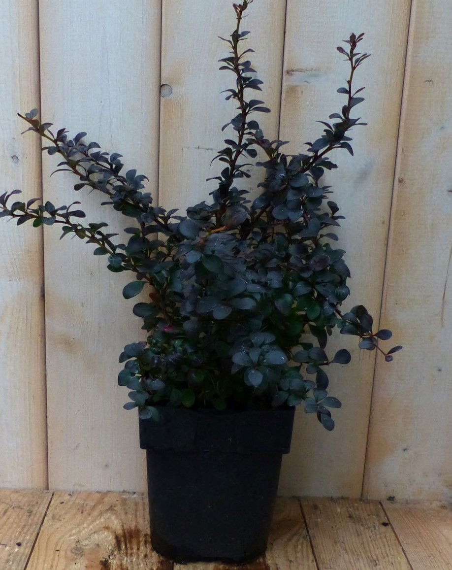 https://cdn.warentuin.nl/media/catalog/product/1/7/1728149900042232_warentuin_natuurlijk_plant_berberis_rood_30_cm_warentuin_natuu_e418.jpg