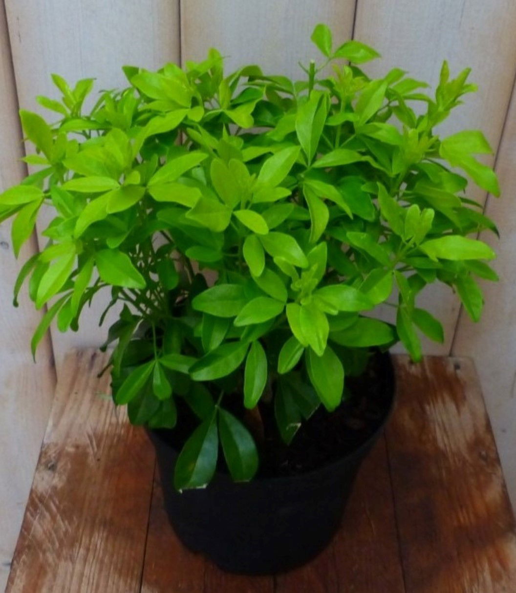 https://cdn.warentuin.nl/media/catalog/product/1/7/1728149900042233_2_warentuin_natuurlijk_plant_choisya_struikje_lichtgroen_waren_b56a.jpg