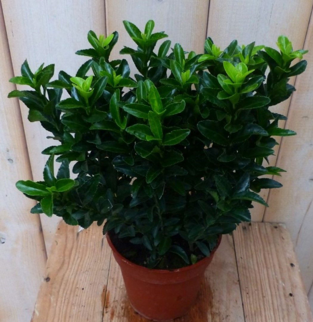 https://cdn.warentuin.nl/media/catalog/product/1/7/1728149900042234_2_warentuin_natuurlijk_plant_kardinaalsmuts_donkergroen_30_cm__cbc5.jpg