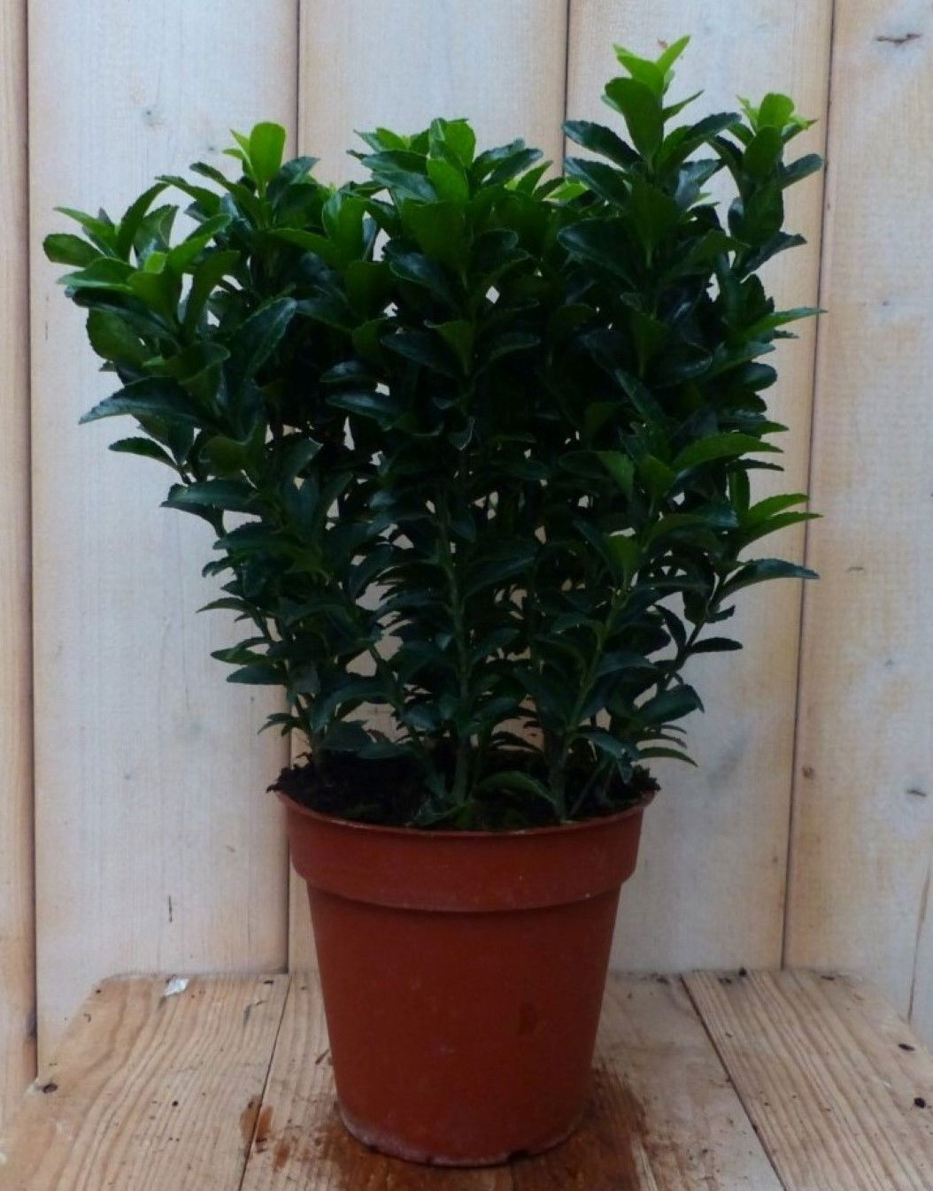 https://cdn.warentuin.nl/media/catalog/product/1/7/1728149900042234_warentuin_natuurlijk_plant_kardinaalsmuts_donkergroen_30_cm_wa_9c1a.jpg