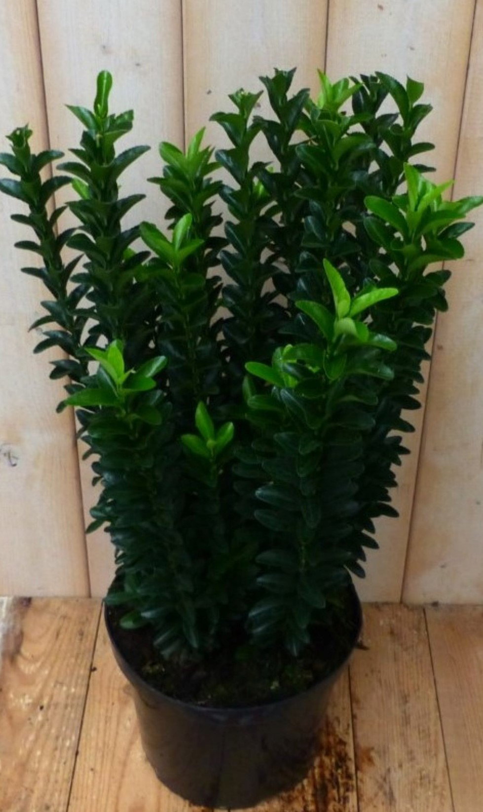 https://cdn.warentuin.nl/media/catalog/product/1/7/1728149900042235_2_warentuin_natuurlijk_plant_kardinaalsmuts_donkergroen_80_cm__21f7.jpg