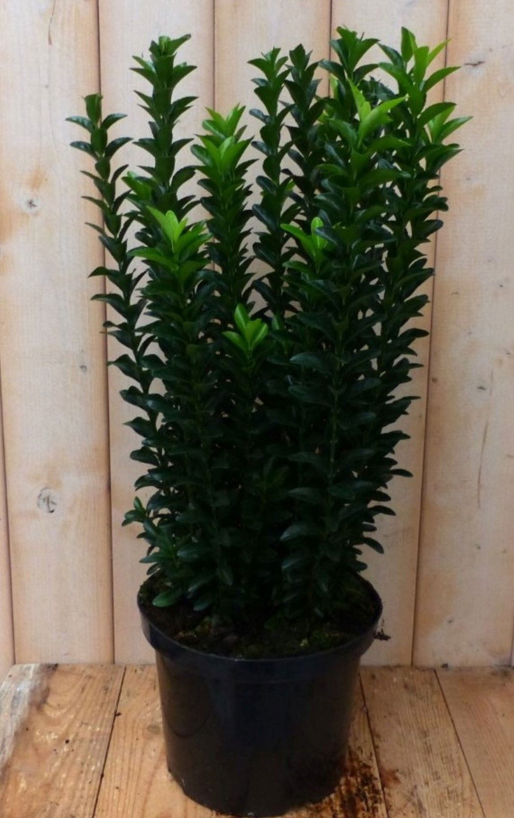 https://cdn.warentuin.nl/media/catalog/product/1/7/1728149900042235_warentuin_natuurlijk_plant_kardinaalsmuts_donkergroen_80_cm_wa_381d.jpg