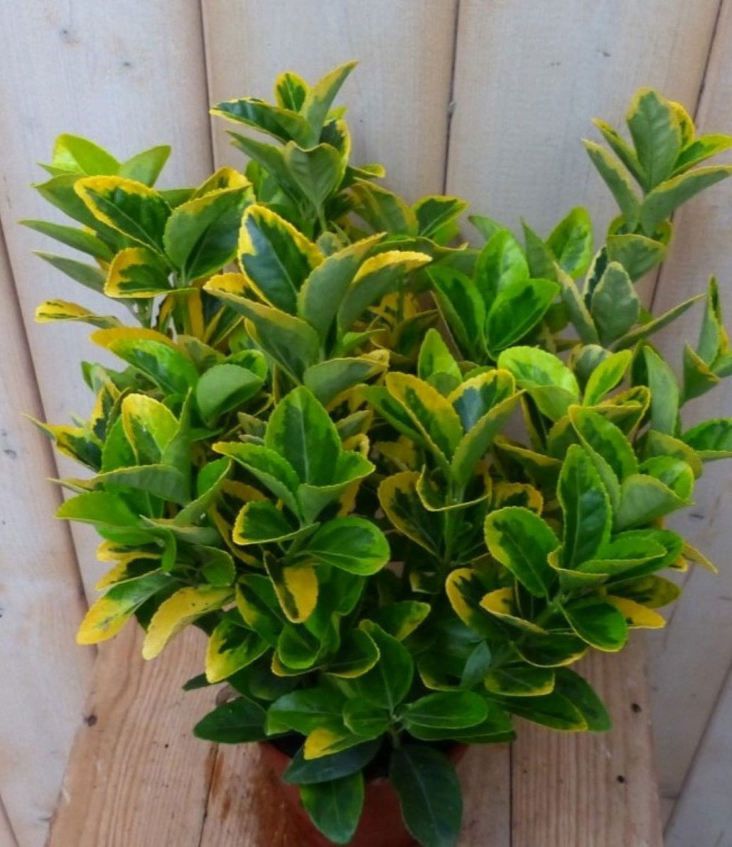https://cdn.warentuin.nl/media/catalog/product/1/7/1728149900042236_2_warentuin_natuurlijk_plant_kardinaalsmuts_geel_bont_30_cm_wa_01e0.jpg