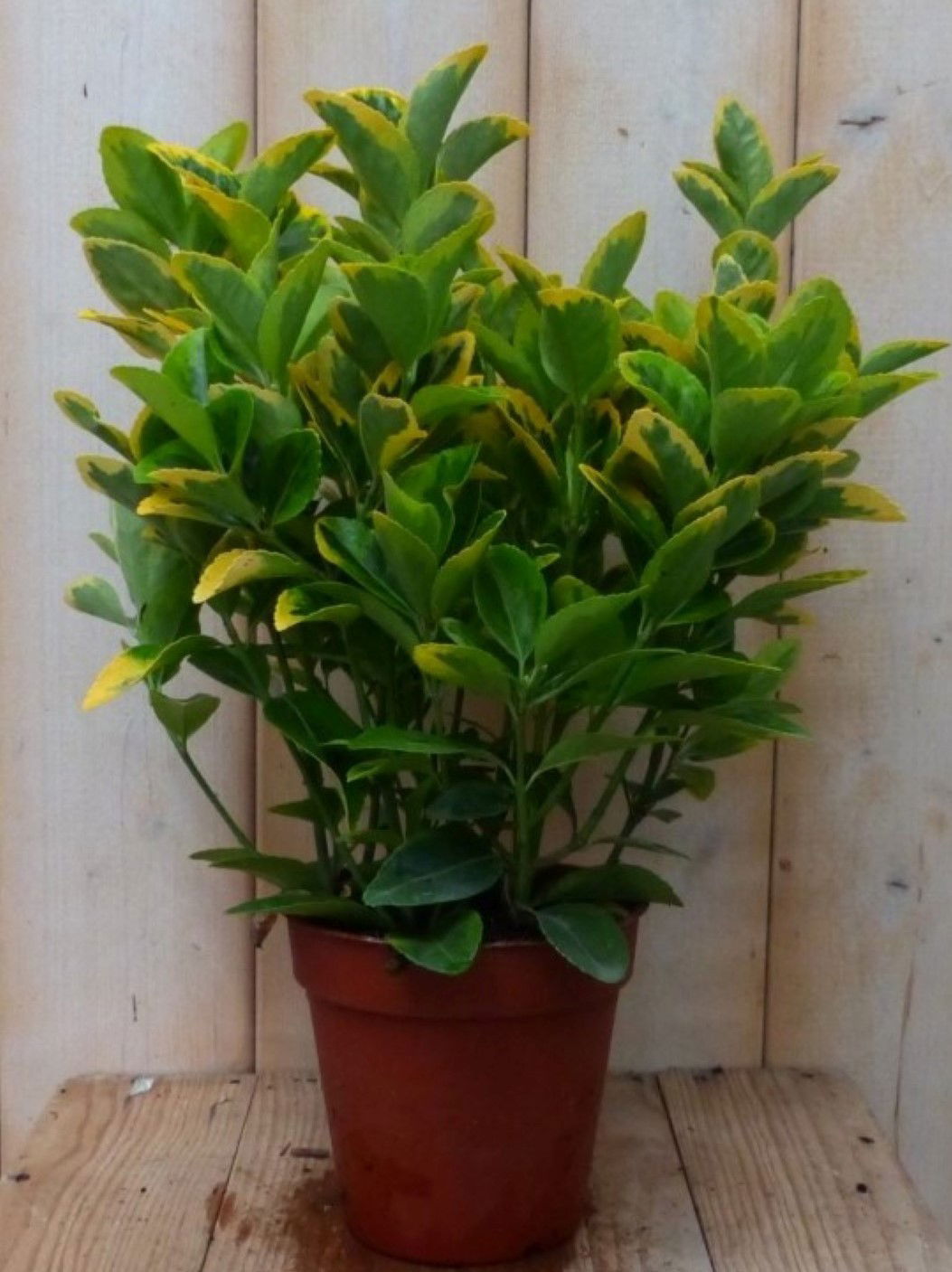 https://cdn.warentuin.nl/media/catalog/product/1/7/1728149900042236_warentuin_natuurlijk_plant_kardinaalsmuts_geel_bont_30_cm_ware_89ba.jpg