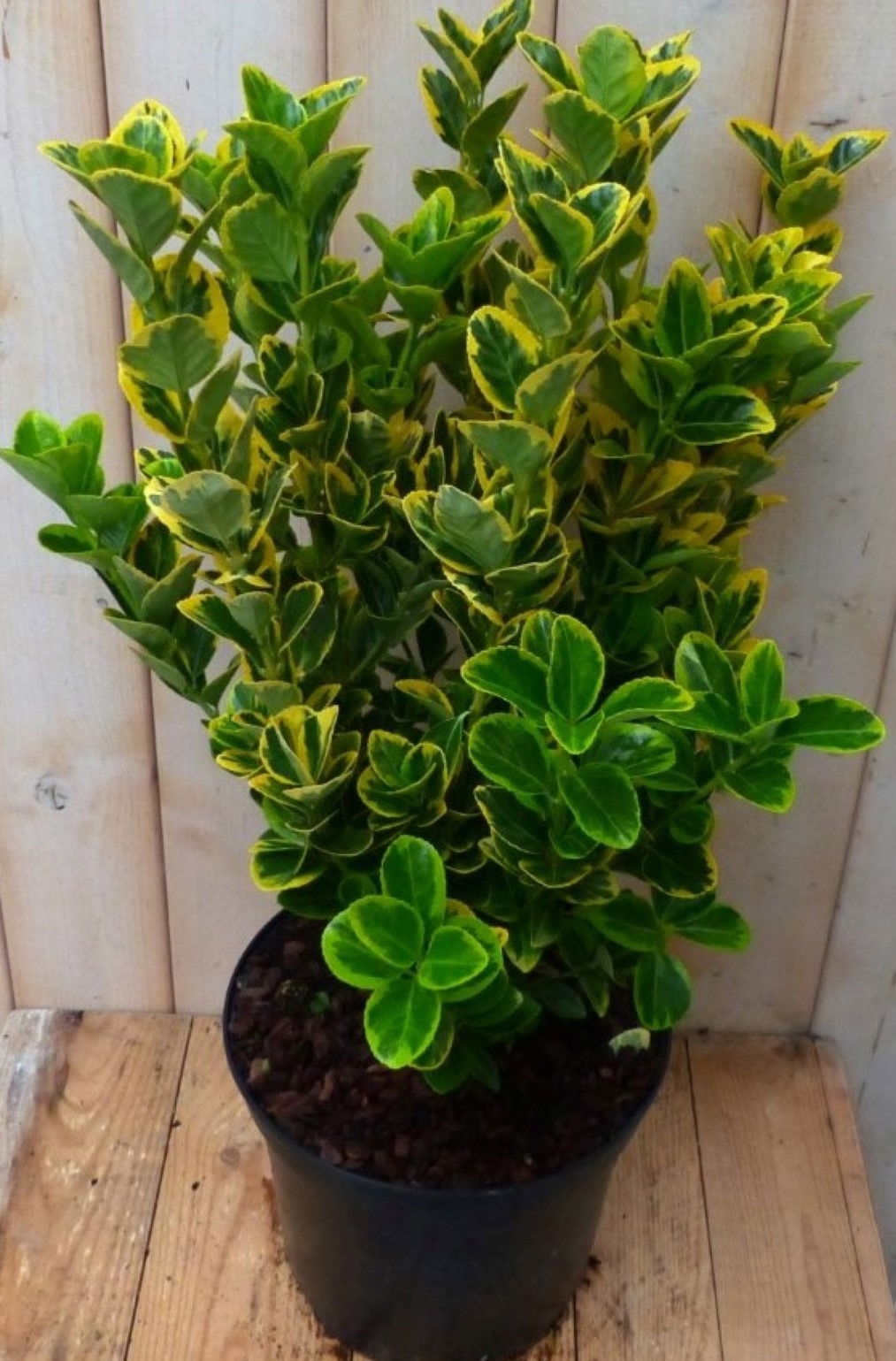 https://cdn.warentuin.nl/media/catalog/product/1/7/1728149900042237_2_warentuin_natuurlijk_plant_kardinaalsmuts_geel_bont_80_cm_wa_5aad.jpg