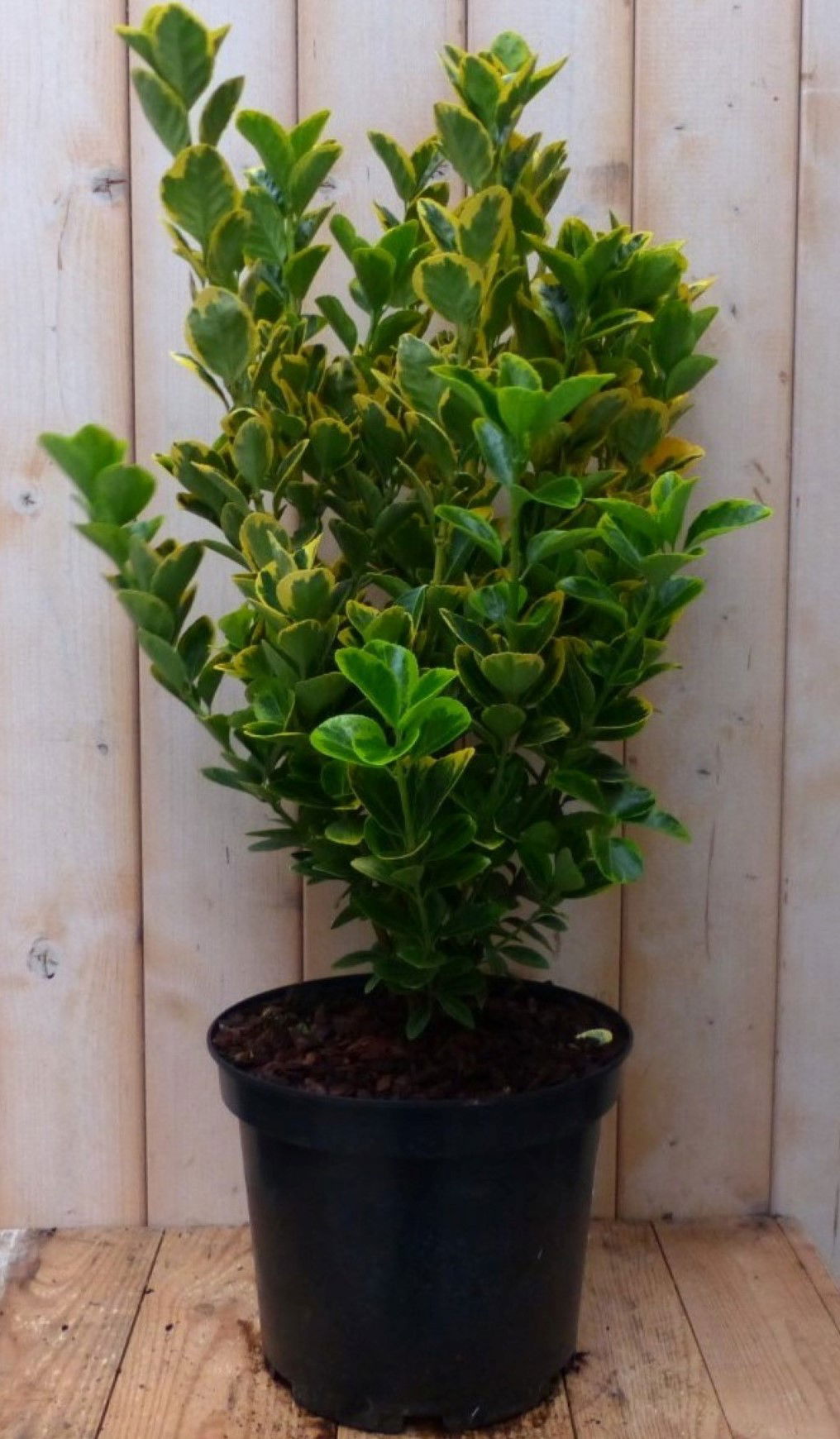 https://cdn.warentuin.nl/media/catalog/product/1/7/1728149900042237_warentuin_natuurlijk_plant_kardinaalsmuts_geel_bont_80_cm_ware_3fba.jpg