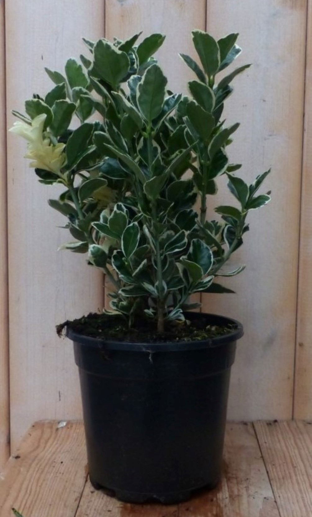 https://cdn.warentuin.nl/media/catalog/product/1/7/1728149900042238_2_warentuin_natuurlijk_plant_kardinaalsmuts_wit_bont_30_cm_war_73c0.jpg