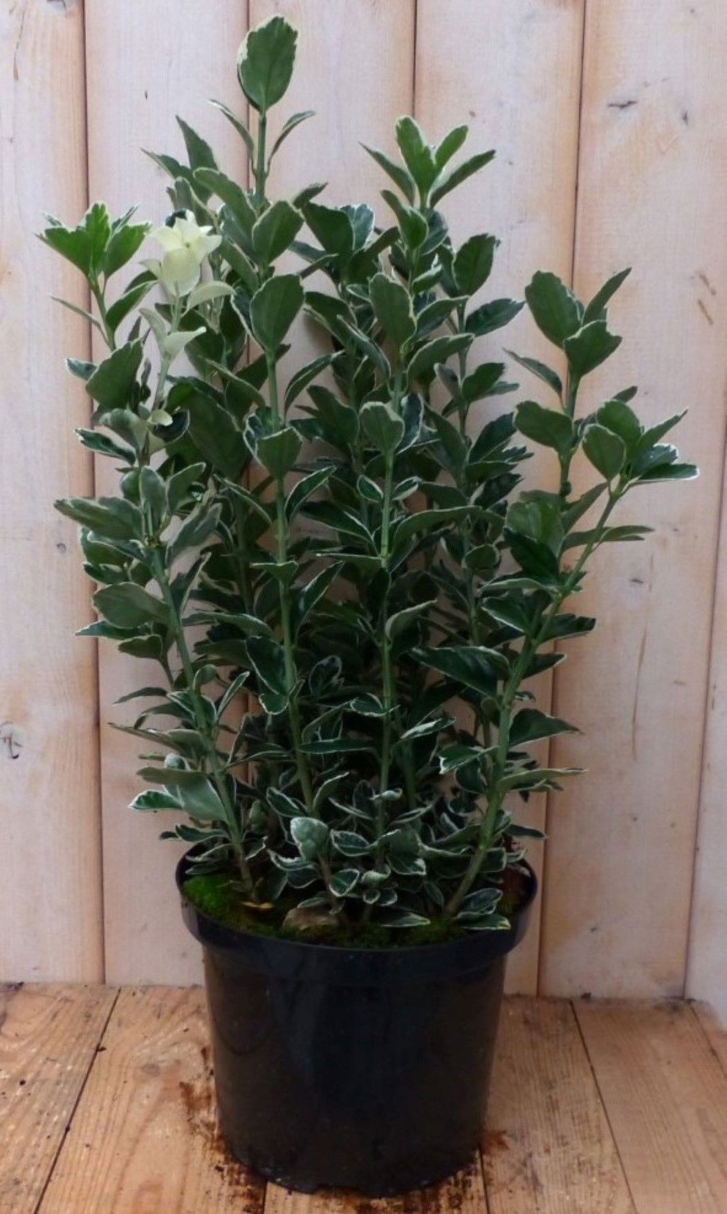 https://cdn.warentuin.nl/media/catalog/product/1/7/1728149900042239_2_warentuin_natuurlijk_plant_kardinaalsmuts_wit_bont_80_cm_war_2183.jpg