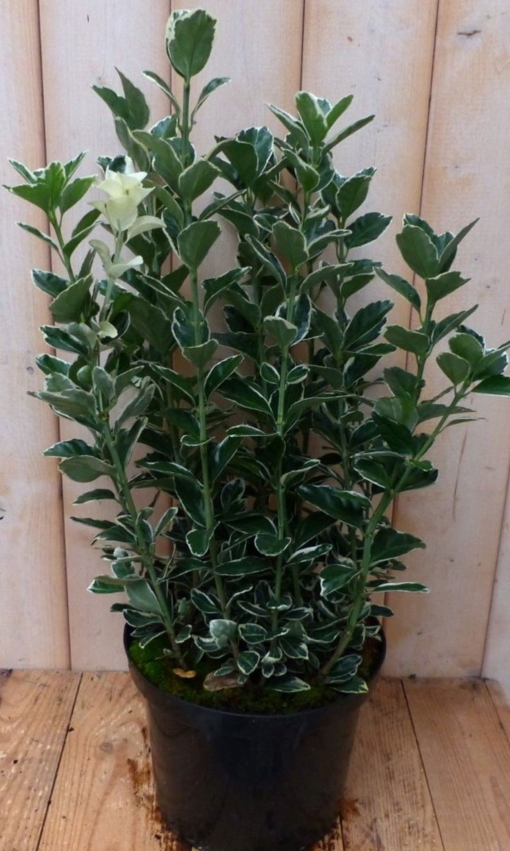 https://cdn.warentuin.nl/media/catalog/product/1/7/1728149900042239_warentuin_natuurlijk_plant_kardinaalsmuts_wit_bont_80_cm_waren_15f3.jpg