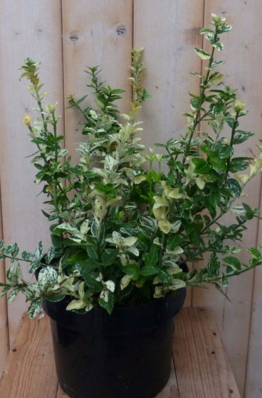 https://cdn.warentuin.nl/media/catalog/product/1/7/1728149900042240_2_warentuin_natuurlijk_plant_kardinaalsmuts_wit_bont_kroesblad_7b90.jpg