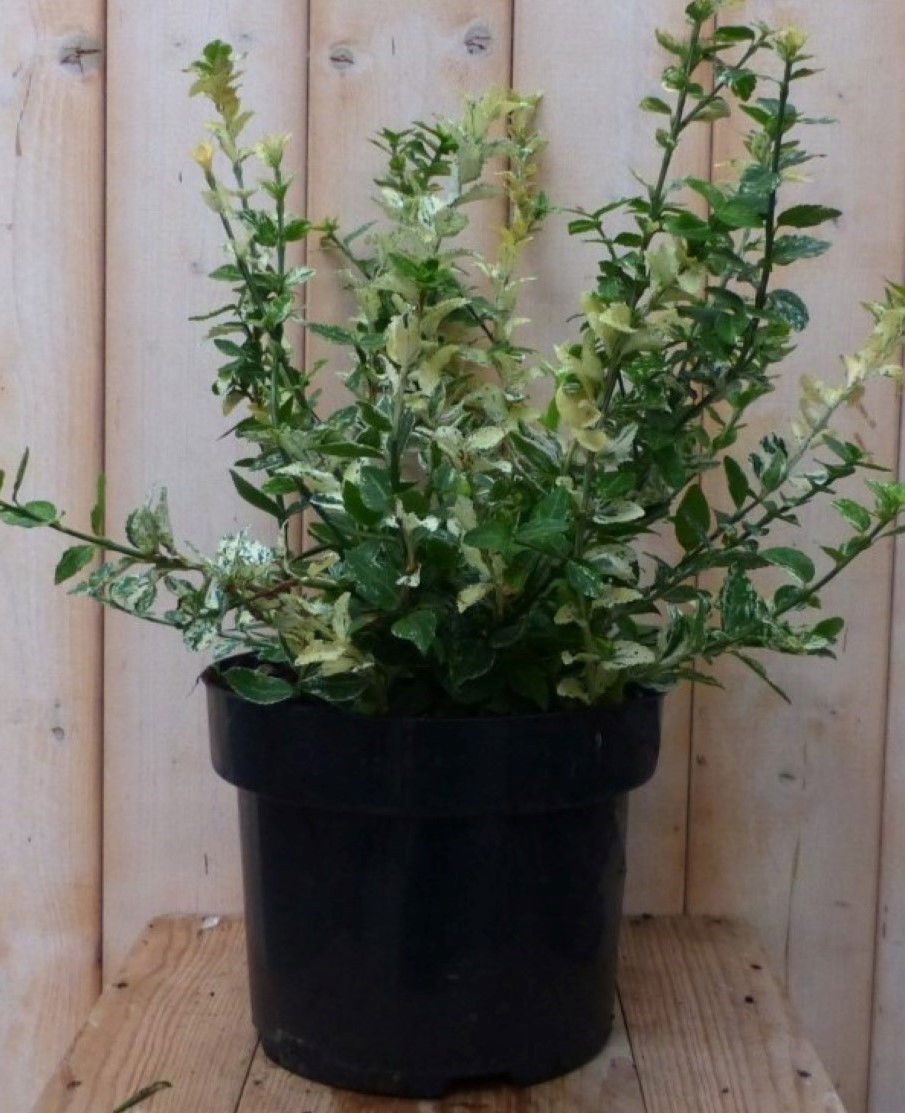 https://cdn.warentuin.nl/media/catalog/product/1/7/1728149900042240_warentuin_natuurlijk_plant_kardinaalsmuts_wit_bont_kroesblad_5_a6c3.jpg