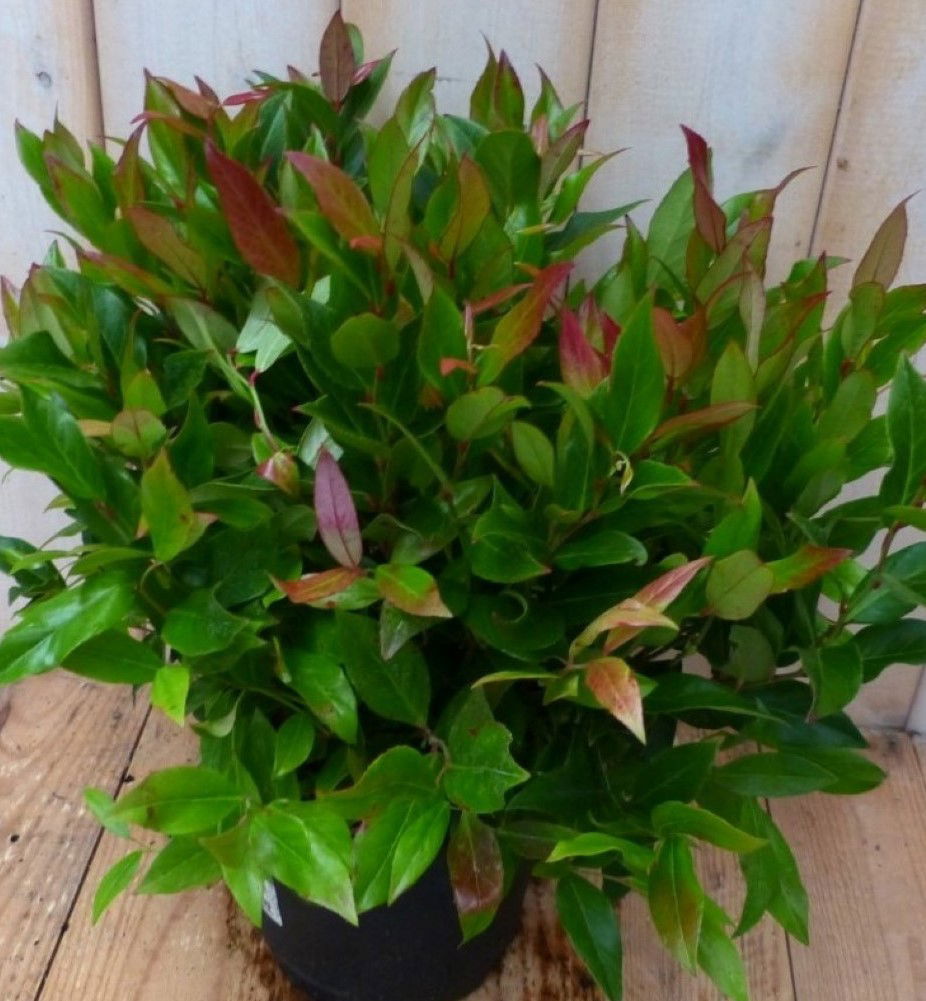 https://cdn.warentuin.nl/media/catalog/product/1/7/1728149900042241_2_warentuin_natuurlijk_plant_leucothoe_bladhoudend_30_cm_waren_b0a2.jpg