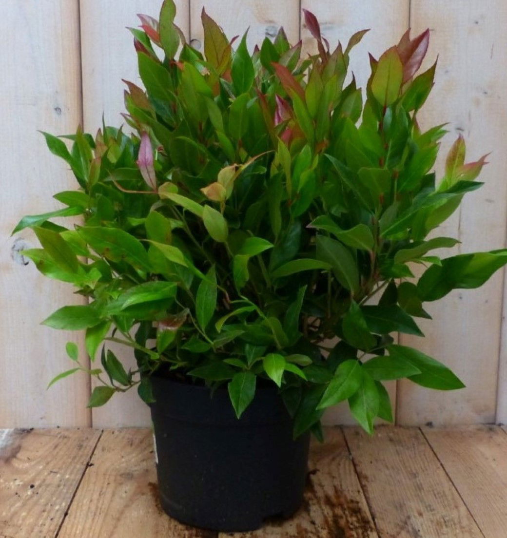 2 stuks! Leucothoe Bladhoudend 30 cm - Warentuin Natuurlijk