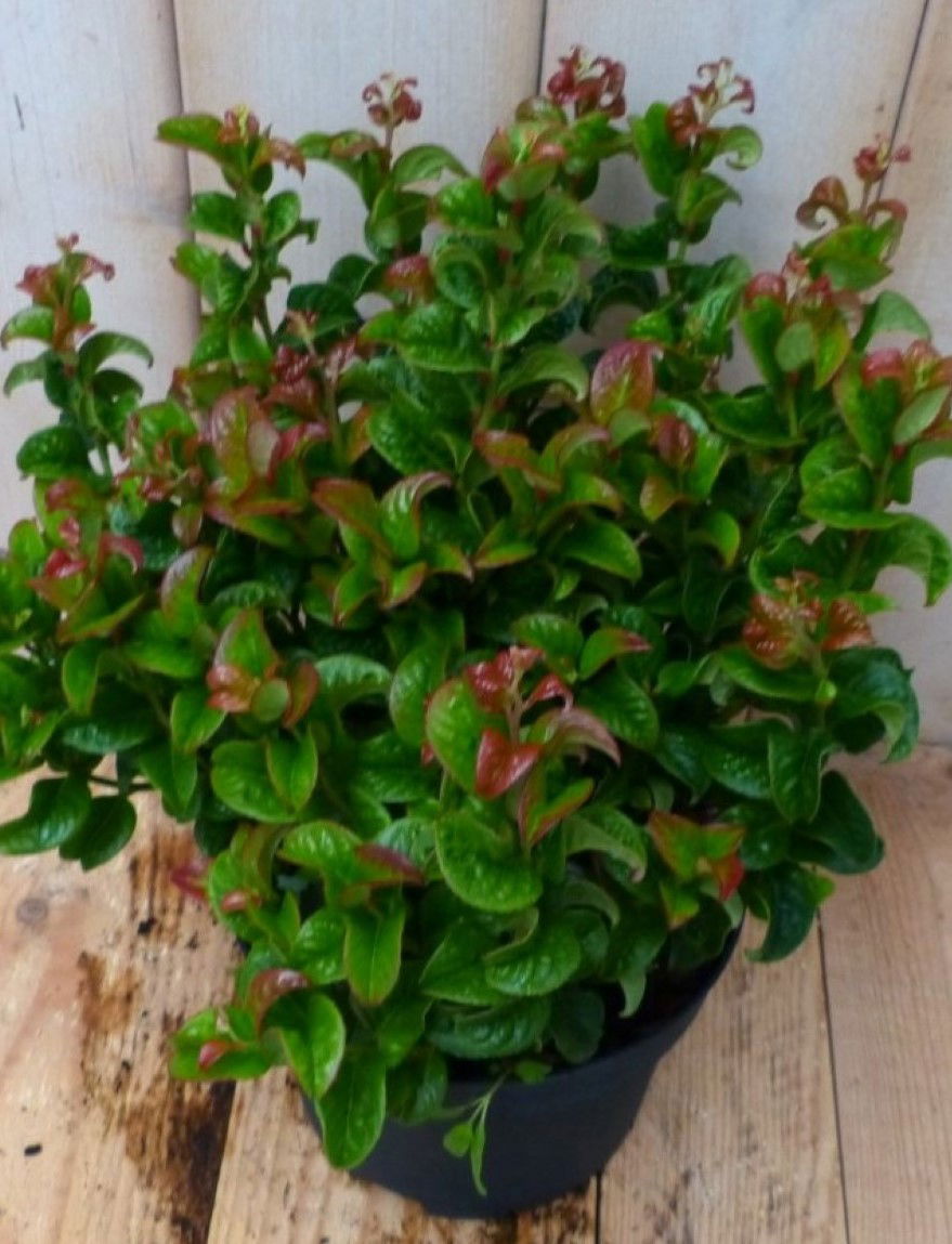 https://cdn.warentuin.nl/media/catalog/product/1/7/1728149900042243_2_warentuin_natuurlijk_plant_leucothoe_krullend_blad_30_cm_war_dda8.jpg