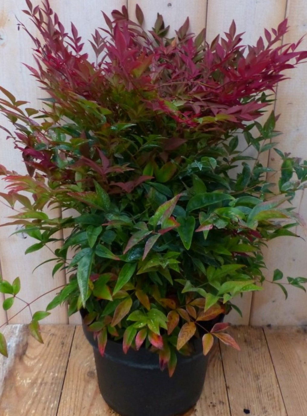 https://cdn.warentuin.nl/media/catalog/product/1/7/1728149900042246_warentuin_natuurlijk_plant_nandina_hemelse_bamboe_50_cm_warent_dc74.jpg