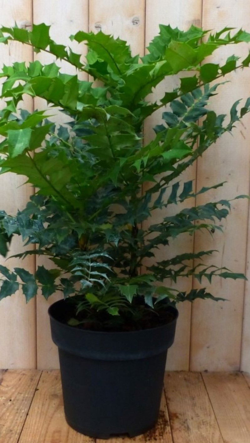 https://cdn.warentuin.nl/media/catalog/product/1/7/1728149900042247_2_warentuin_natuurlijk_plant_nandina_hemelse_bamboe_groot_90_c_ef2d.jpg