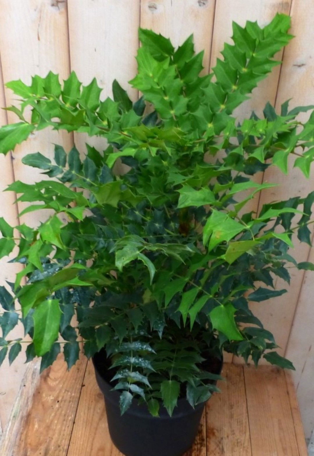 https://cdn.warentuin.nl/media/catalog/product/1/7/1728149900042247_warentuin_natuurlijk_plant_nandina_hemelse_bamboe_groot_90_cm__bc9d.jpg