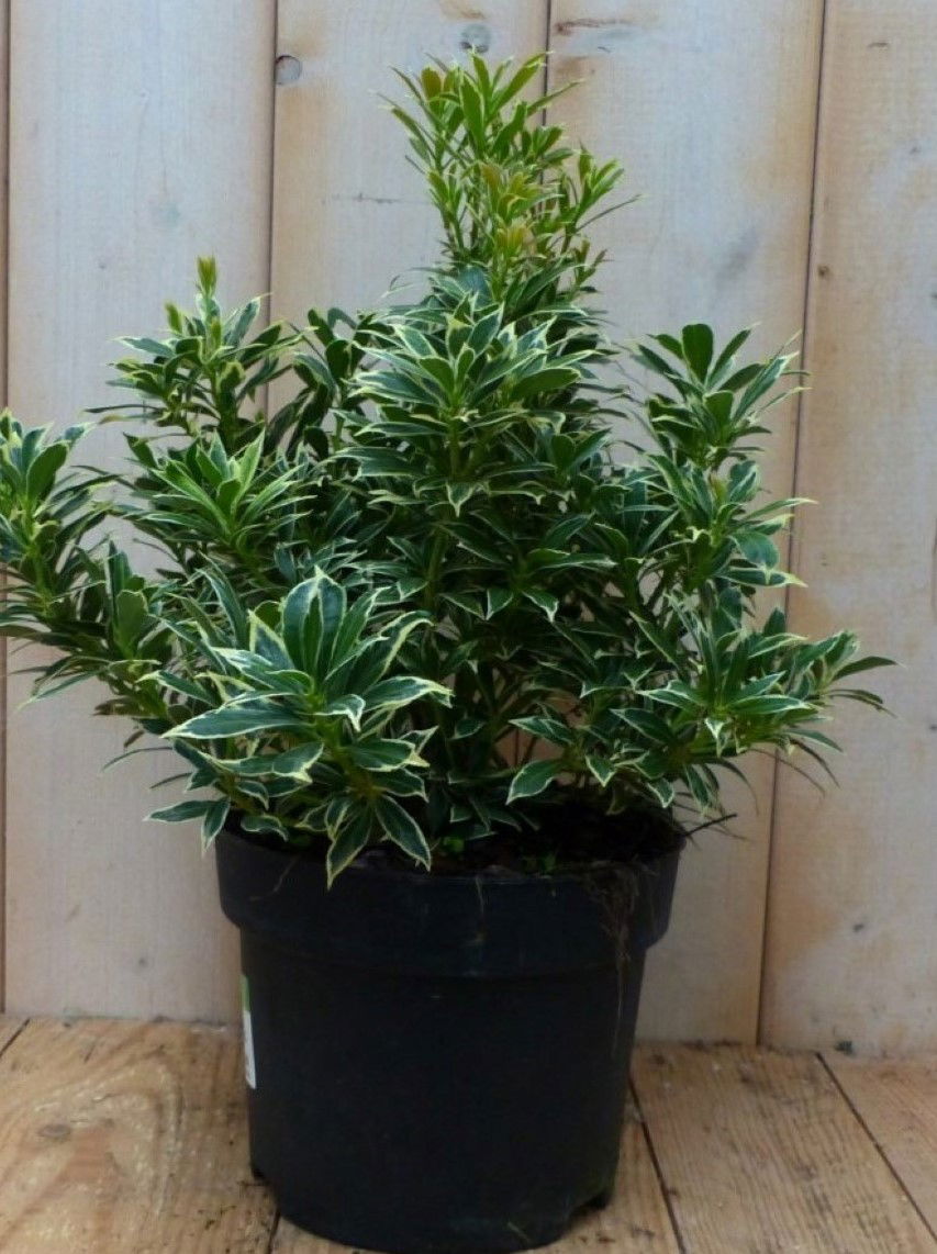 https://cdn.warentuin.nl/media/catalog/product/1/7/1728149900042248_2_warentuin_natuurlijk_plant_pieris_bont_groen_30_cm_warentuin_68f3.jpg