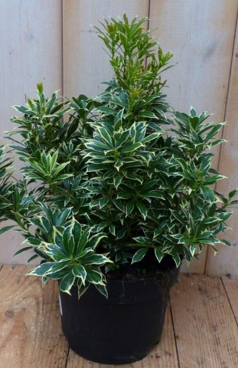 2 stuks! Pieris witbont Groen 30 cm - Warentuin Natuurlijk