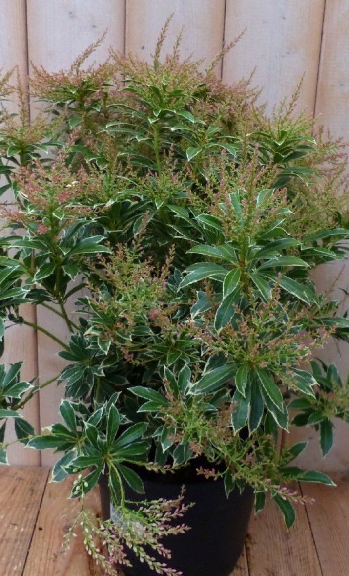 https://cdn.warentuin.nl/media/catalog/product/1/7/1728149900042249_warentuin_natuurlijk_plant_pieris_bont_groen_50_cm_warentuin_n_1cdb.jpg