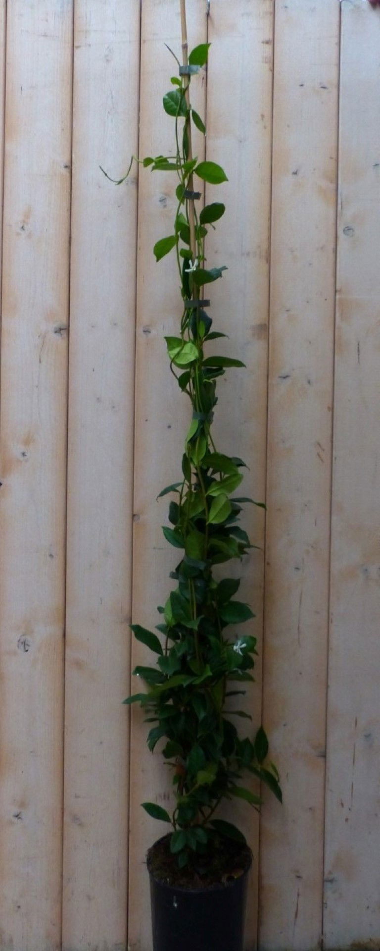 https://cdn.warentuin.nl/media/catalog/product/1/7/1728149900042250_warentuin_natuurlijk_plant_toscaanse_jasmijn_150_cm_warentuin__0006.jpg
