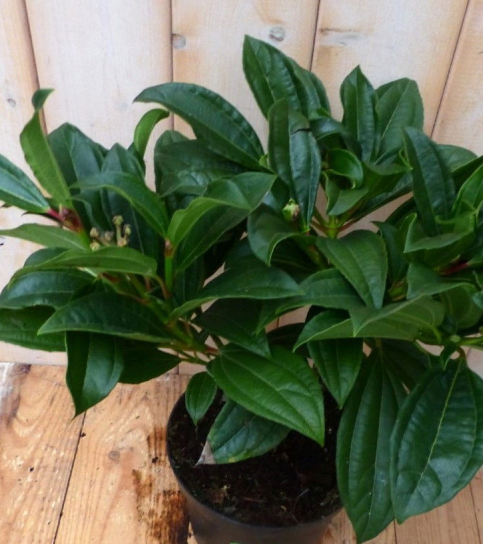 https://cdn.warentuin.nl/media/catalog/product/1/7/1728149900042251_2_warentuin_natuurlijk_plant_viburnum_davidii_sneeuwbal_30_cm__7bf0.jpg