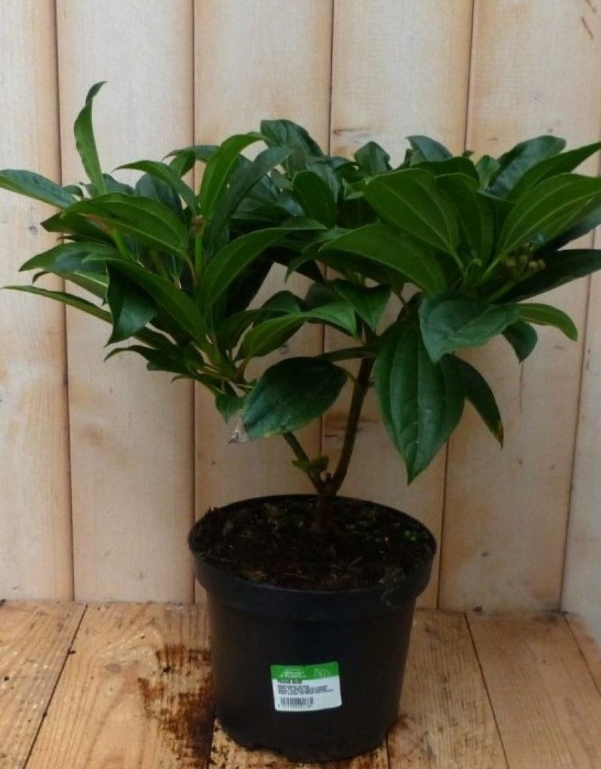 Warentuin natuurlijk Viburnum Davidii Sneeuwbal 30 cm - 
