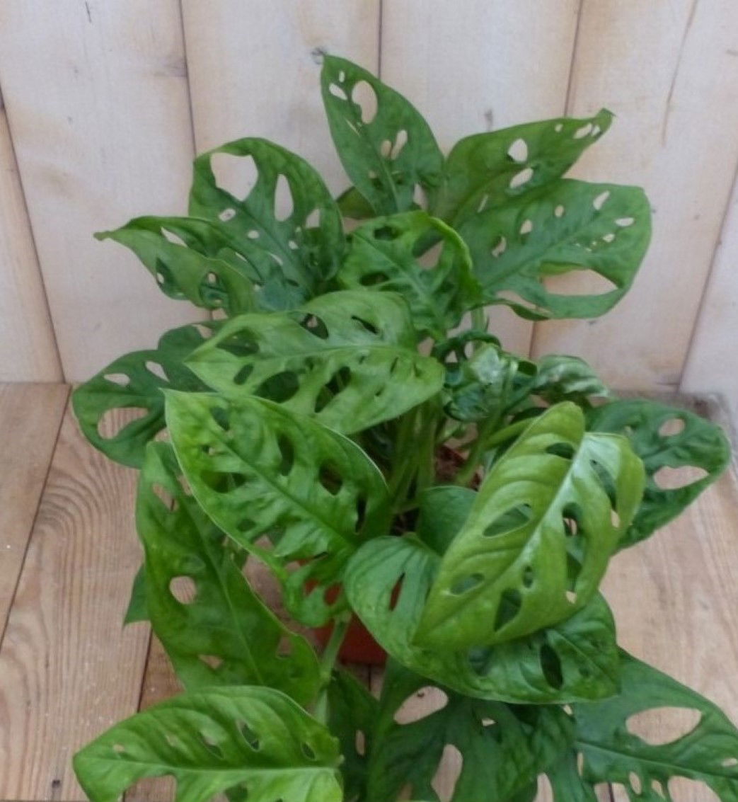 https://cdn.warentuin.nl/media/catalog/product/1/7/1728149900042256_2_warentuin_natuurlijk_plant_kamerplant_monstera_mini_gaten_wa_3987.jpg
