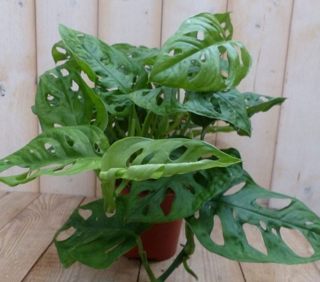 Kamerplant Monstera Mini Gaten Warentuin Natuurlijk