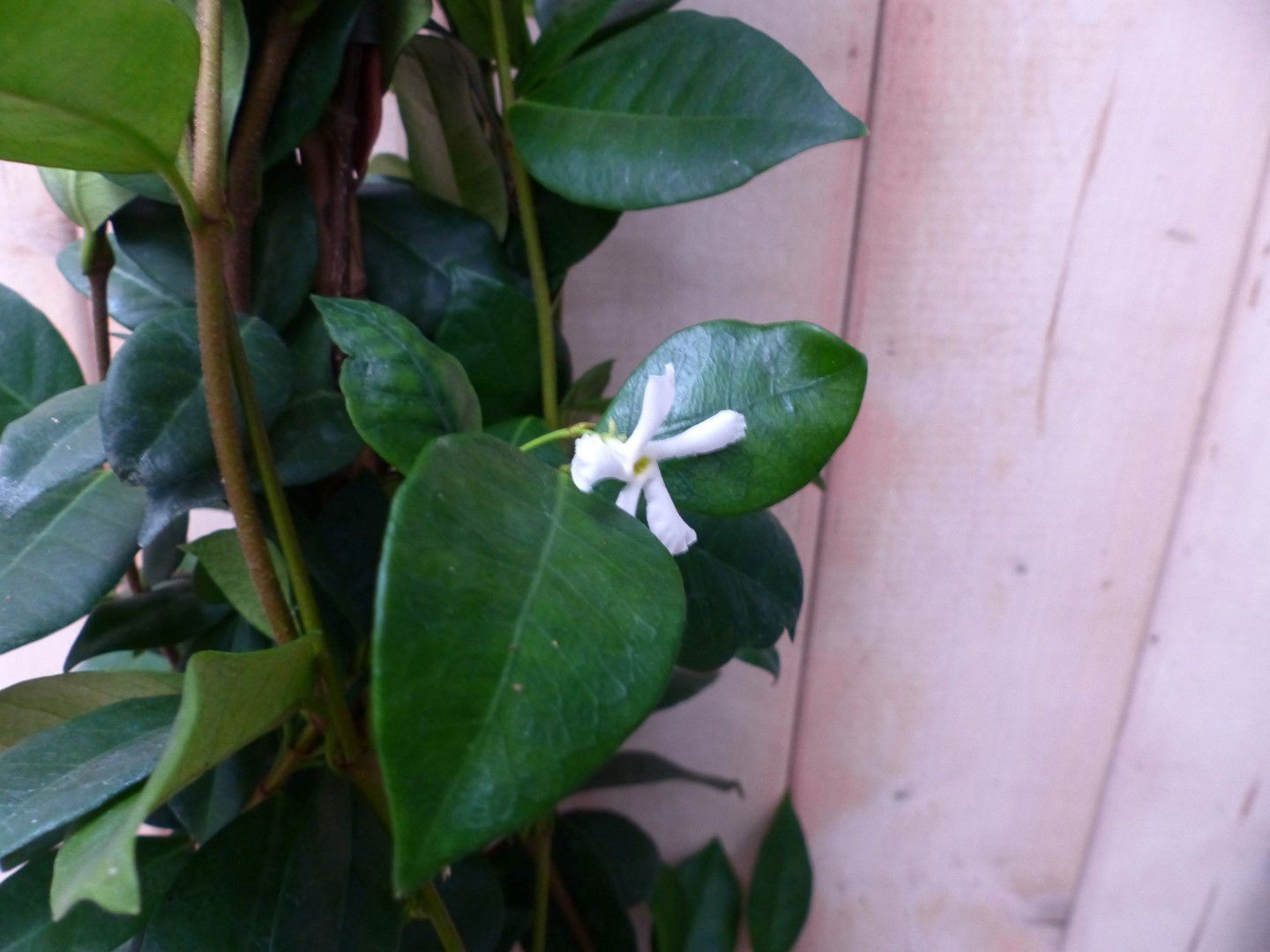https://cdn.warentuin.nl/media/catalog/product/1/7/1728149900042295_2_warentuin_natuurlijk_plant_toscaanse_jasmijn_150_cm_warentui_4cbf.jpg