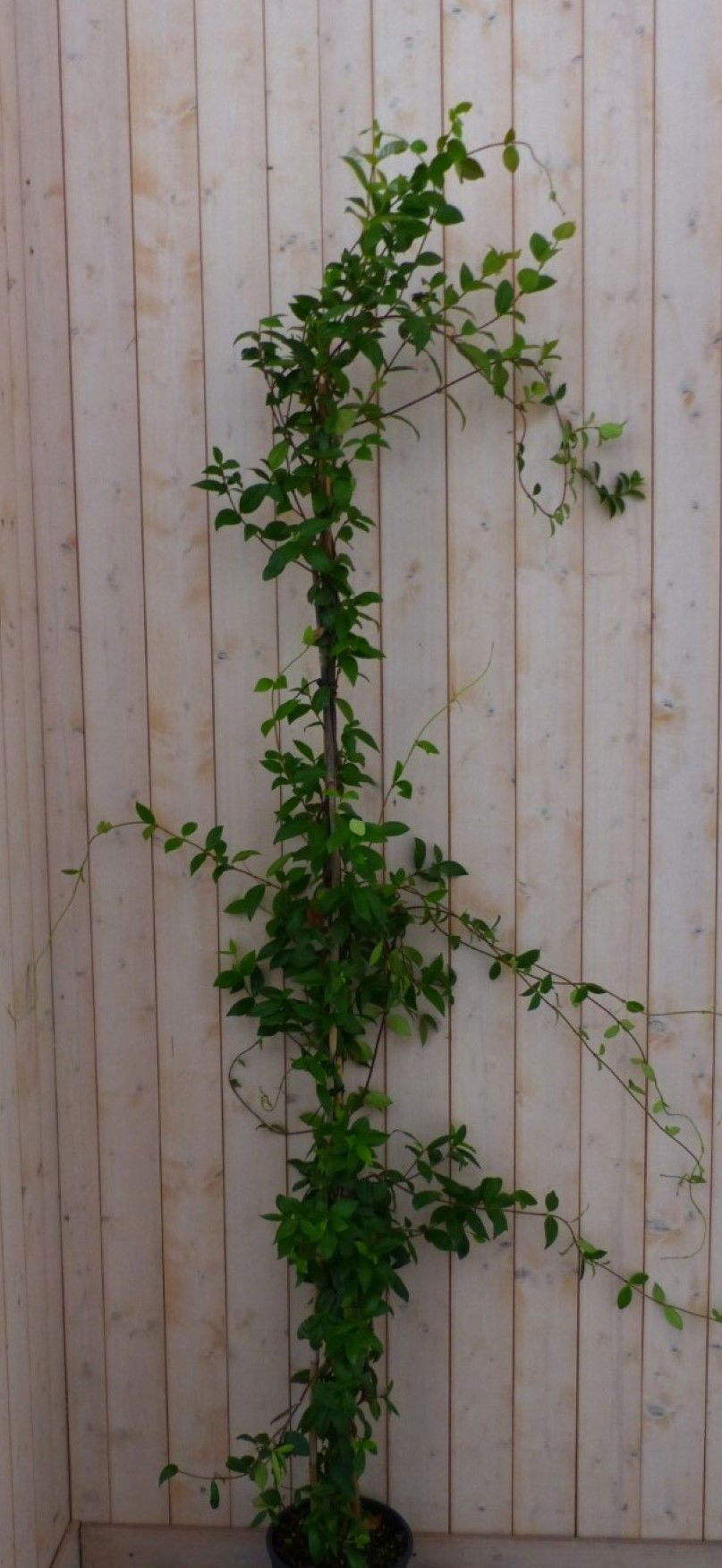 https://cdn.warentuin.nl/media/catalog/product/1/7/1728149900042295_warentuin_natuurlijk_plant_toscaanse_jasmijn_150_cm_warentuin__eb00.jpg