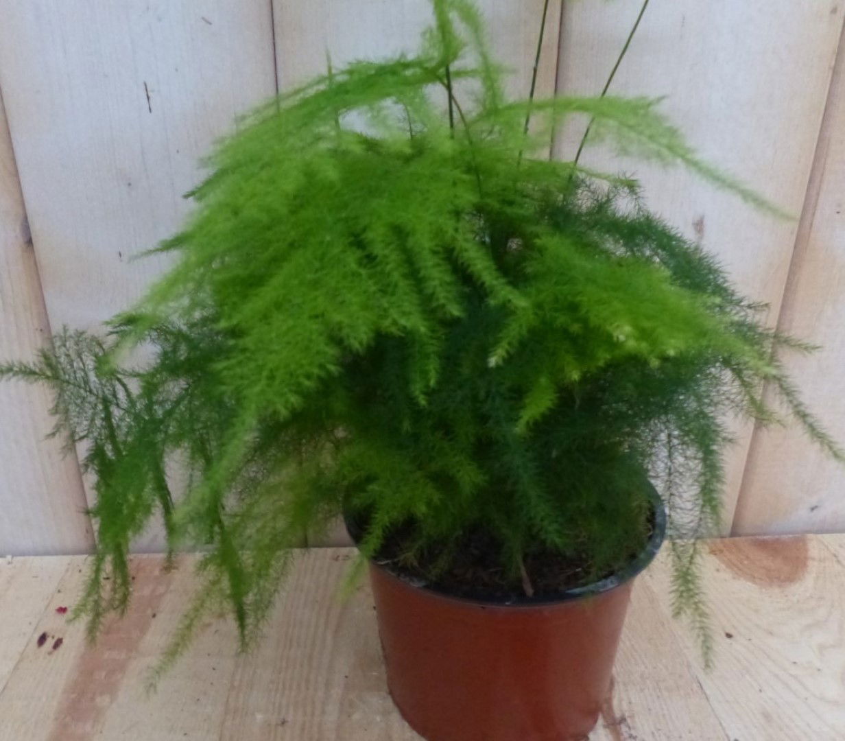 https://cdn.warentuin.nl/media/catalog/product/1/7/1728149900042296_2_warentuin_natuurlijk_planten_asparagus_sierasperge_warentuin_3ce4.jpg