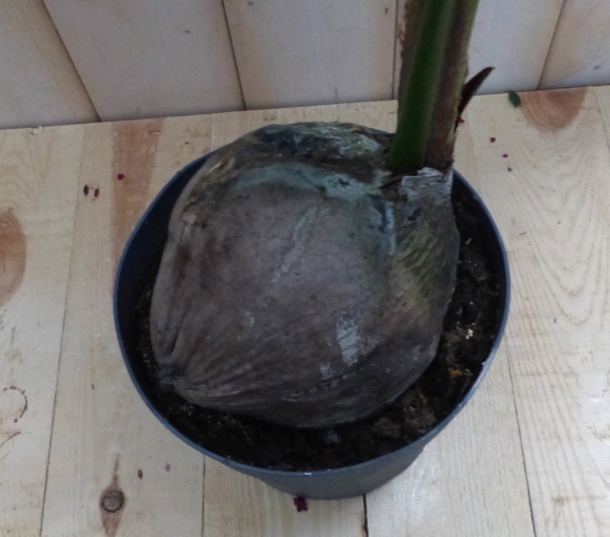 https://cdn.warentuin.nl/media/catalog/product/1/7/1728149900042297_2_warentuin_natuurlijk_planten_kamerplant_cocospalm_warentuin__105e.jpg