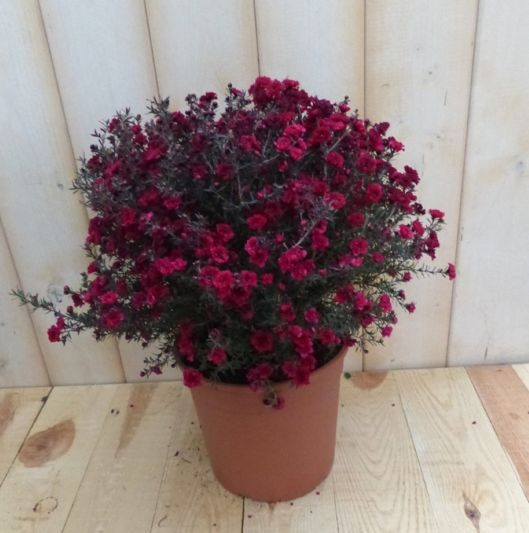 Leptospermum rood 30 cm Warentuin Natuurlijk - Warentuin natuurlijk