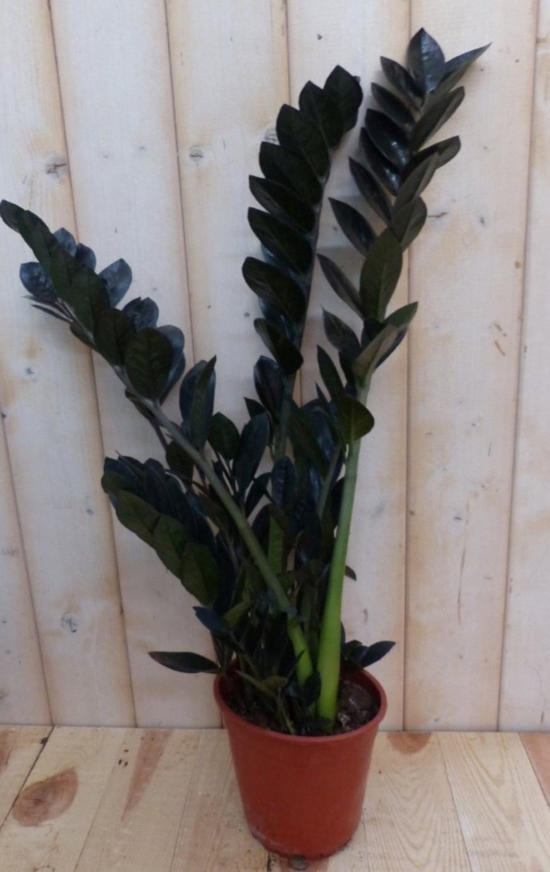 https://cdn.warentuin.nl/media/catalog/product/1/7/1728149900042310_warentuin_natuurlijk_planten_zamioculcas_raven_donker_warentui_610d.jpg