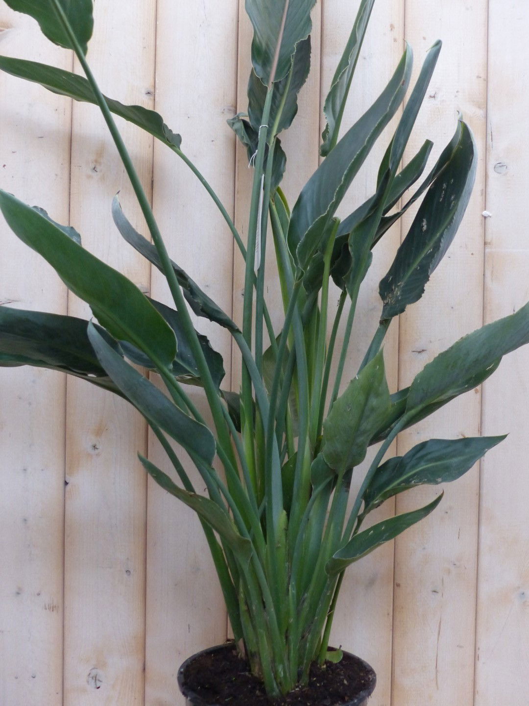 https://cdn.warentuin.nl/media/catalog/product/1/7/1728149900042322_warentuin_natuurlijk_planten_paradijsvogelbloem_100_cm_warentu_410a.jpg