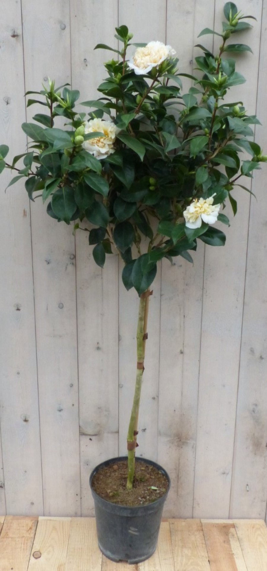 Warentuin natuurlijk Camelia wit op stam 120 cm  - 