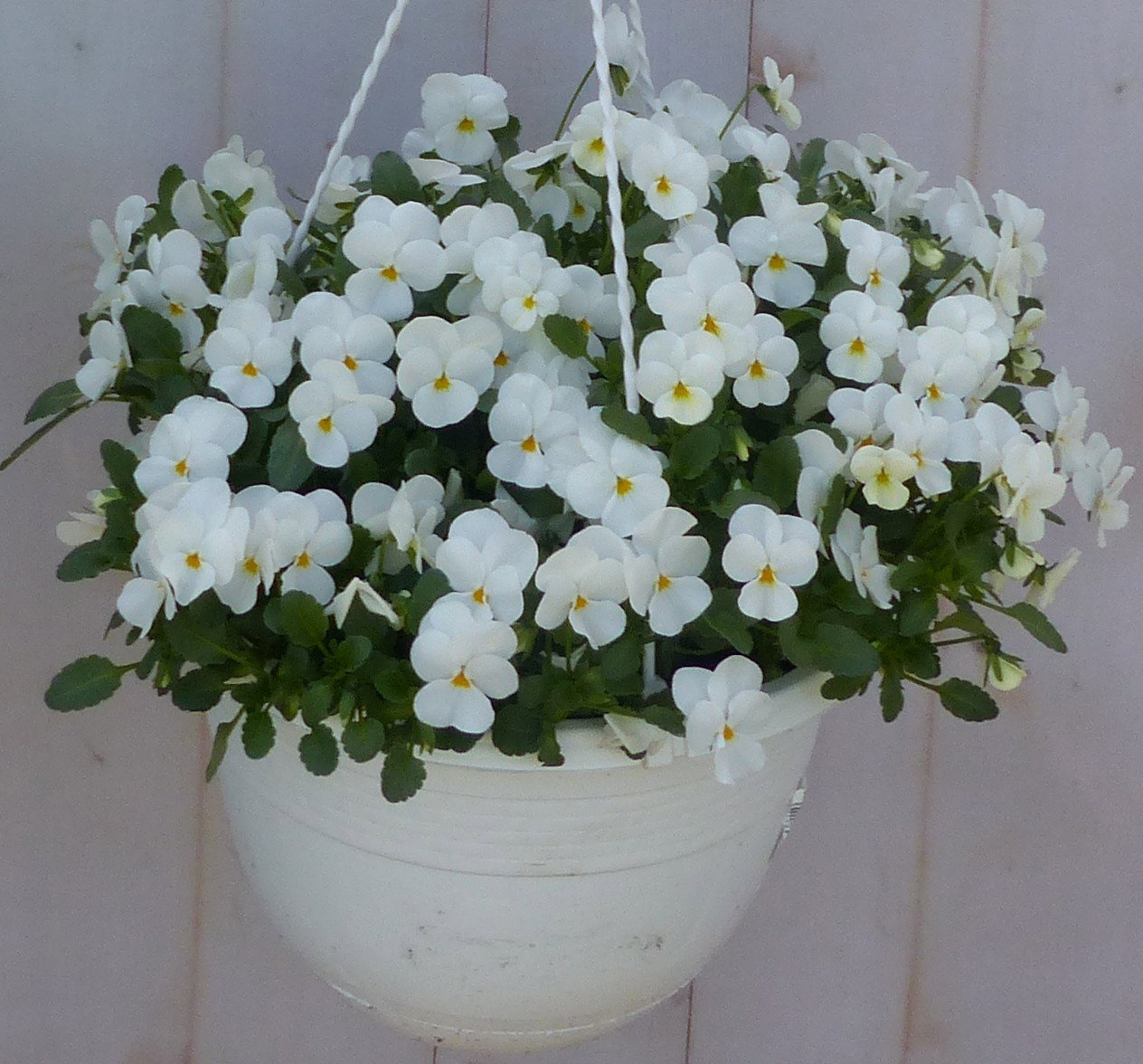 Bosviolen Violen wit hangplant Viola Warentuin Natuurlijk - Warentuin natuurlijk