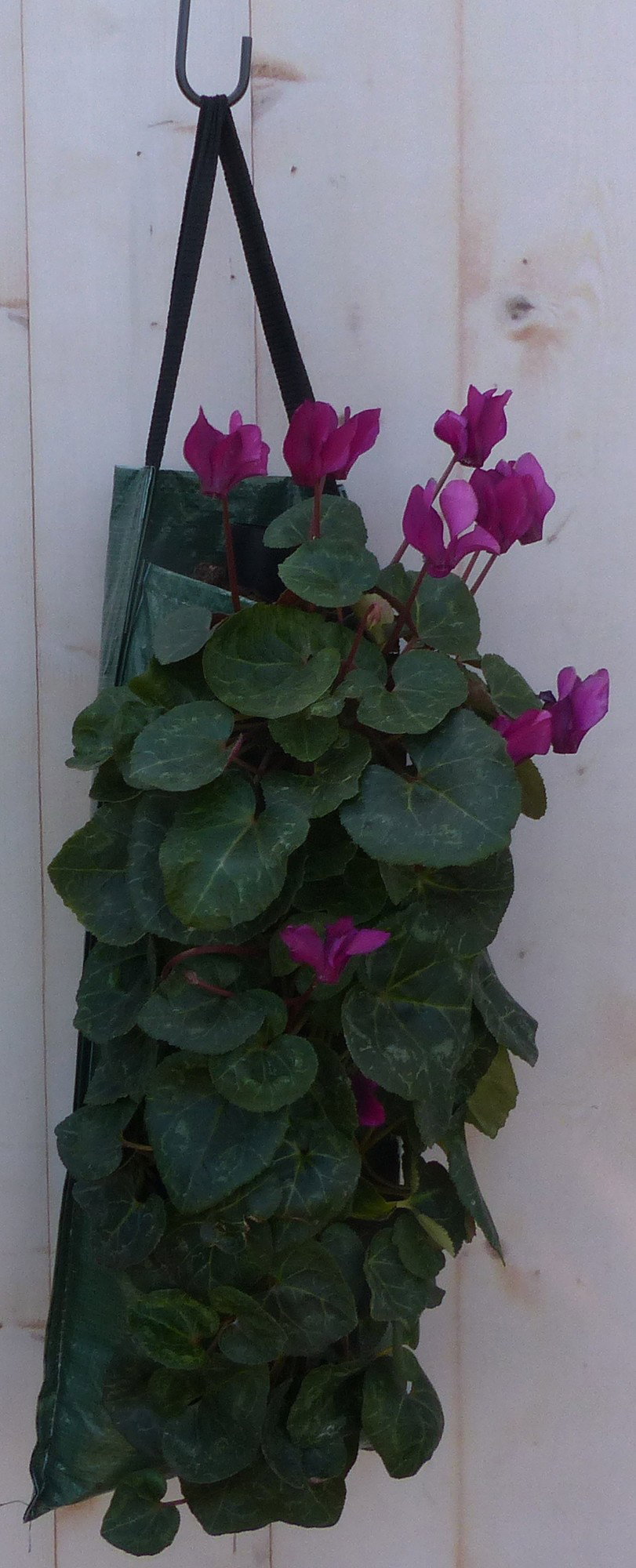 Hangzak met cyclamen eenjarige mix Warentuin Natuurlijk - Warentuin natuurlijk