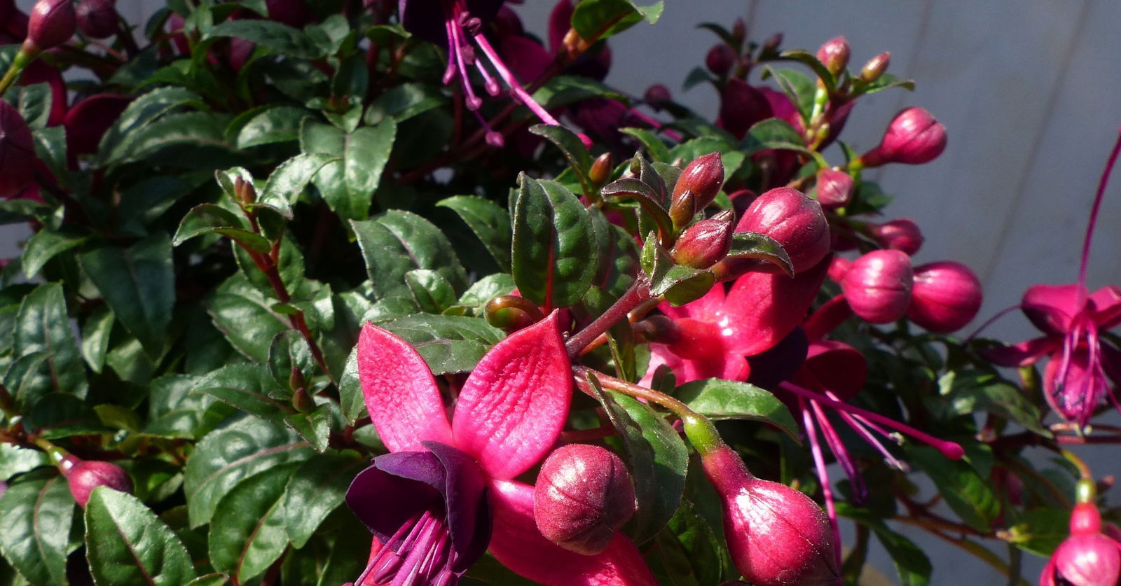 https://cdn.warentuin.nl/media/catalog/product/1/7/1728149900043194_2_warentuin_natuurlijk_perkplanten_fuchsia_in_grote_pot_donker_5892.jpg