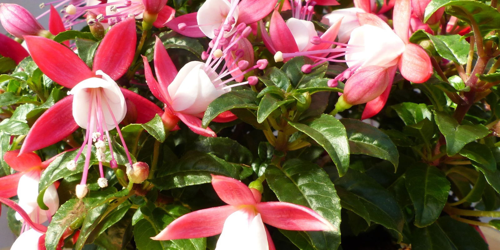https://cdn.warentuin.nl/media/catalog/product/1/7/1728149900043195_2_warentuin_natuurlijk_perkplanten_fuchsia_in_grote_pot_licht__e383.jpg