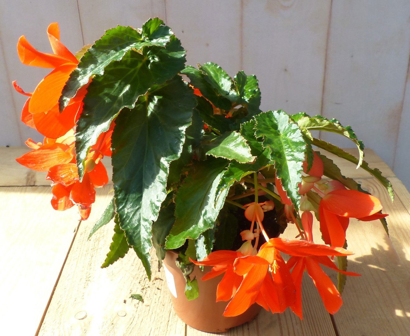 https://cdn.warentuin.nl/media/catalog/product/1/7/1728149900043196_warentuin_natuurlijk_perkplanten_hangbegonia_rood_eenjarige_pl_40a7.jpg