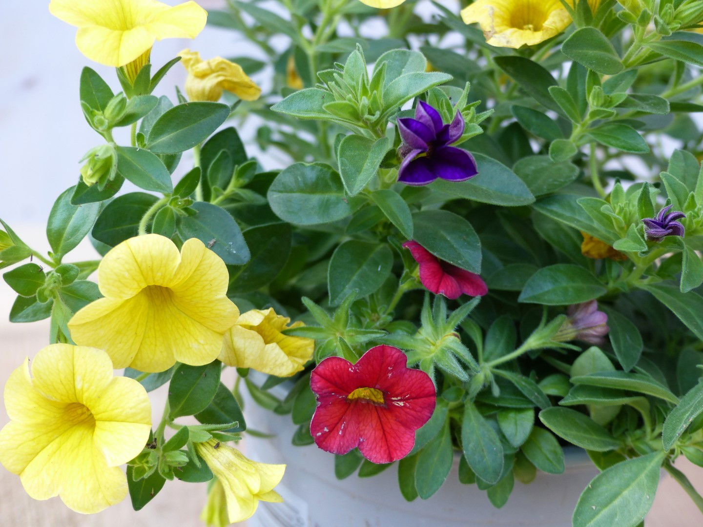 https://cdn.warentuin.nl/media/catalog/product/1/7/1728149900043200_2_warentuin_natuurlijk_perkplanten_mini_petunia_million_bells__c5ce.jpg