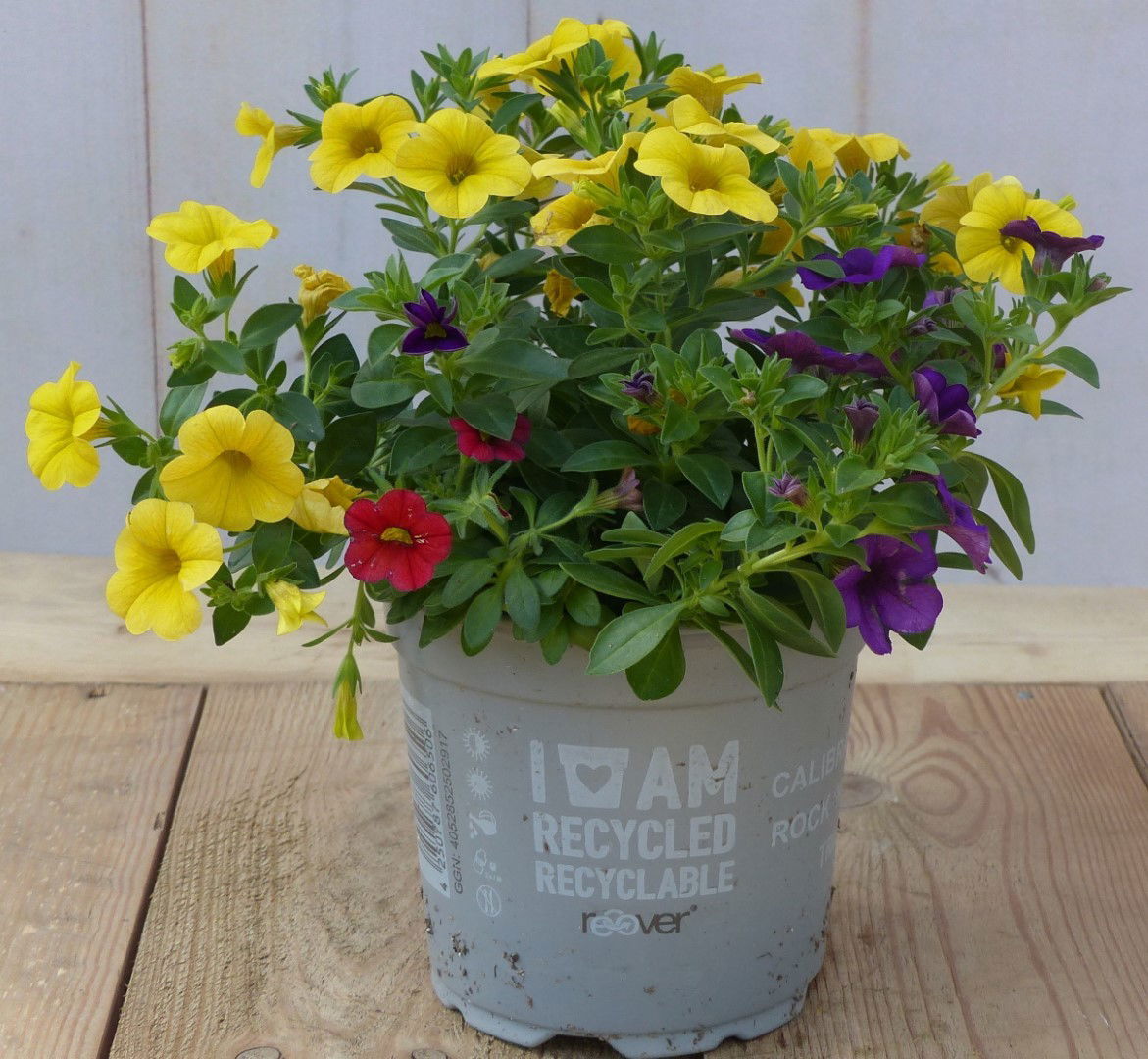 https://cdn.warentuin.nl/media/catalog/product/1/7/1728149900043200_warentuin_natuurlijk_perkplanten_mini_petunia_million_bells_mi_9b0d.jpg